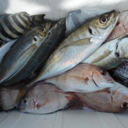 こかわ渡船　雅丸 釣果