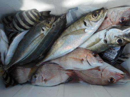 こかわ渡船　雅丸 釣果