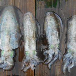 こかわ渡船　雅丸 釣果