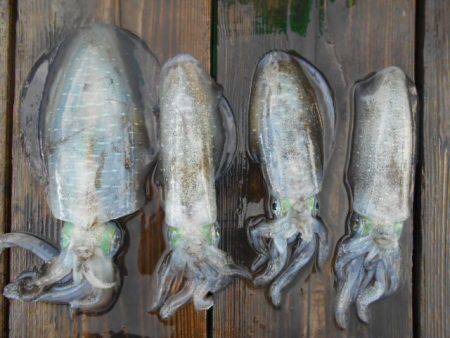 こかわ渡船　雅丸 釣果