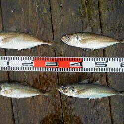 こかわ渡船　雅丸 釣果