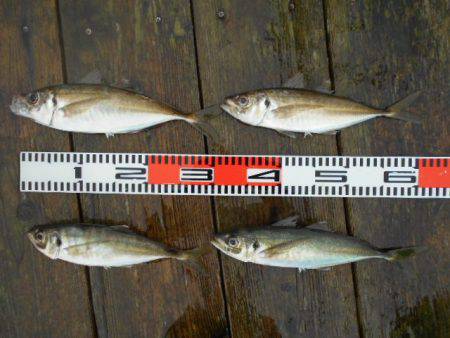 こかわ渡船　雅丸 釣果