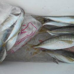 こかわ渡船　雅丸 釣果