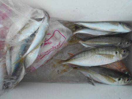 こかわ渡船　雅丸 釣果