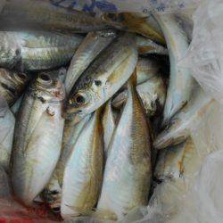 こかわ渡船　雅丸 釣果