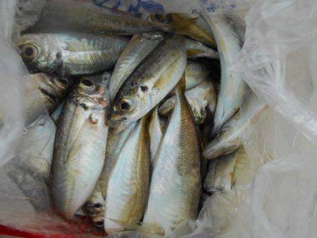 こかわ渡船　雅丸 釣果