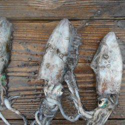 こかわ渡船　雅丸 釣果