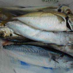 こかわ渡船　雅丸 釣果