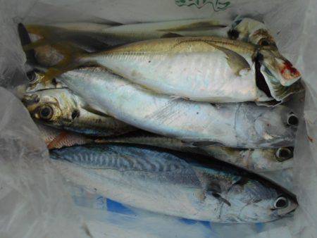 こかわ渡船　雅丸 釣果