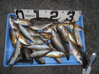 宮川丸 釣果
