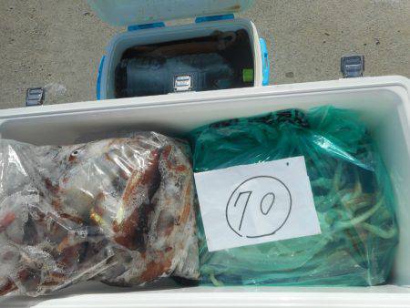 大進丸（愛知） 釣果