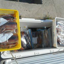 大進丸（愛知） 釣果