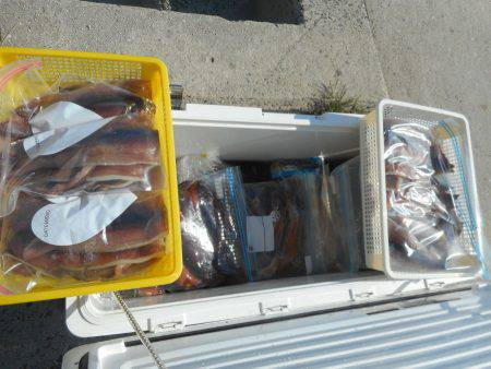 大進丸（愛知） 釣果