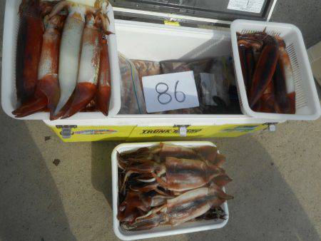 大進丸（愛知） 釣果