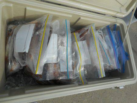 大進丸（愛知） 釣果