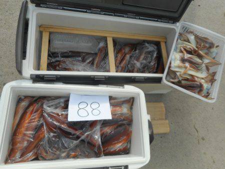 大進丸（愛知） 釣果