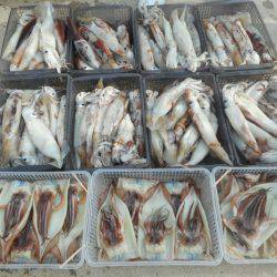 大進丸（愛知） 釣果