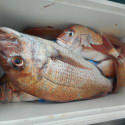 大進丸（愛知） 釣果