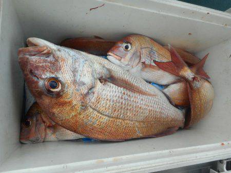 大進丸（愛知） 釣果