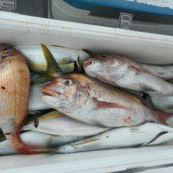 大進丸（愛知） 釣果