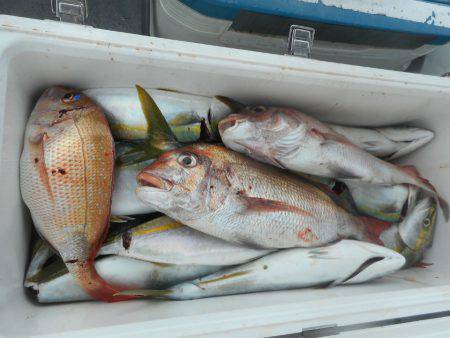 大進丸（愛知） 釣果