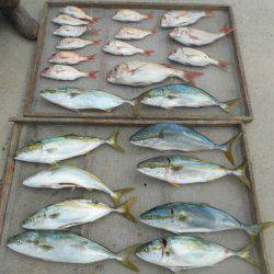 大進丸（愛知） 釣果