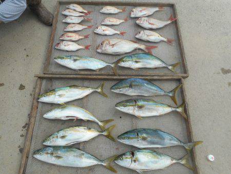 大進丸（愛知） 釣果