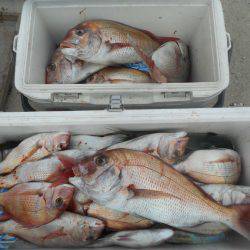 大進丸（愛知） 釣果