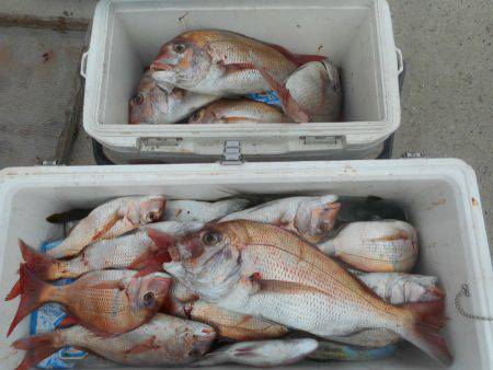 大進丸（愛知） 釣果