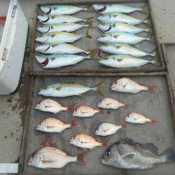 大進丸（愛知） 釣果