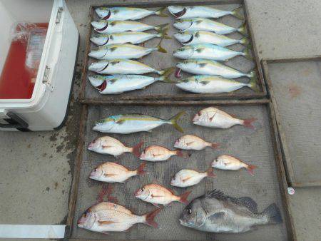 大進丸（愛知） 釣果