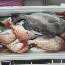 大進丸（愛知） 釣果