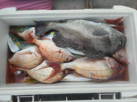 大進丸（愛知） 釣果