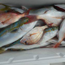 大進丸（愛知） 釣果