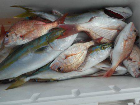 大進丸（愛知） 釣果