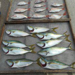 大進丸（愛知） 釣果