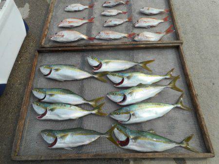 大進丸（愛知） 釣果