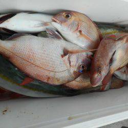 大進丸（愛知） 釣果