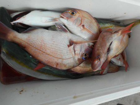 大進丸（愛知） 釣果