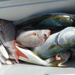 大進丸（愛知） 釣果