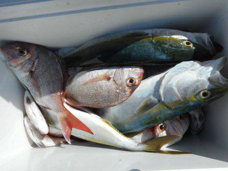 大進丸（愛知） 釣果