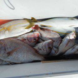 大進丸（愛知） 釣果