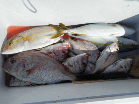 大進丸（愛知） 釣果