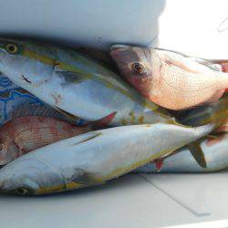 大進丸（愛知） 釣果