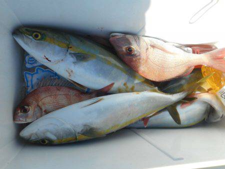 大進丸（愛知） 釣果