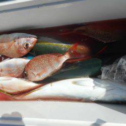 大進丸（愛知） 釣果