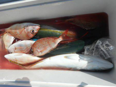 大進丸（愛知） 釣果