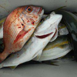 大進丸（愛知） 釣果