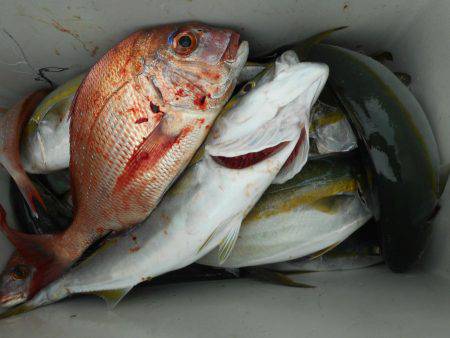 大進丸（愛知） 釣果