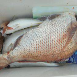 大進丸（愛知） 釣果